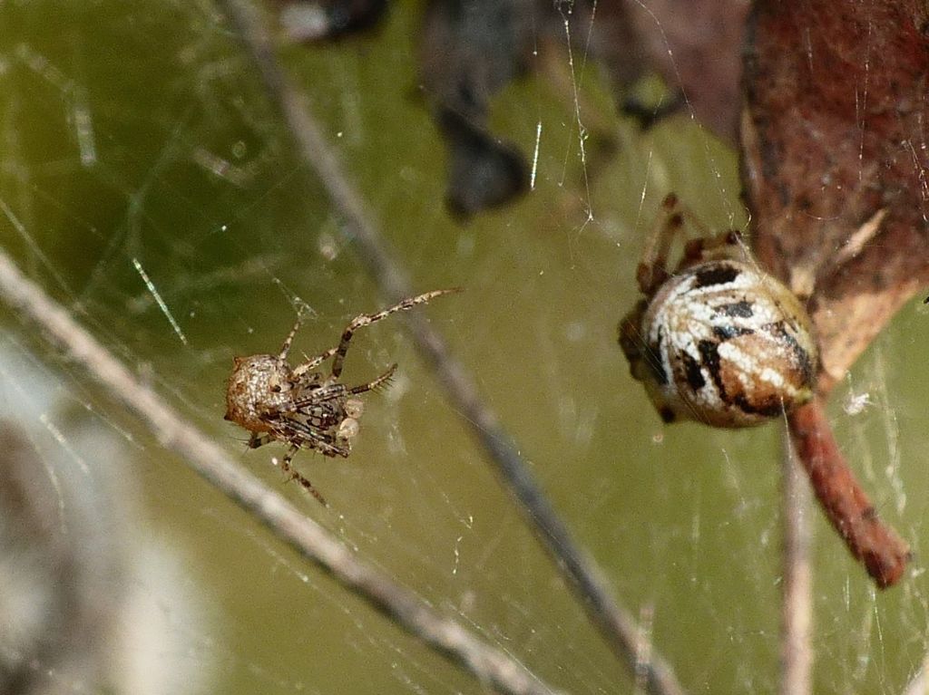 Zilla diodia e ... Sardinidion blackwalli  - Grosseto